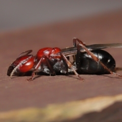 Camponotus sp. (genus) at Acton, ACT - 28 Feb 2021 01:10 PM