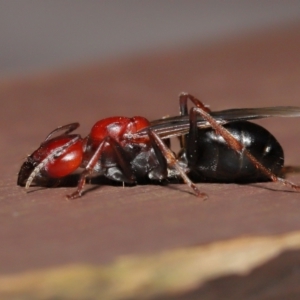 Camponotus sp. (genus) at Acton, ACT - 28 Feb 2021