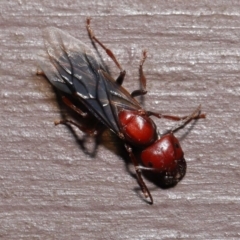 Camponotus sp. (genus) at Acton, ACT - 28 Feb 2021 01:10 PM