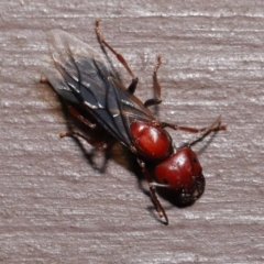 Camponotus sp. (genus) at Acton, ACT - 28 Feb 2021