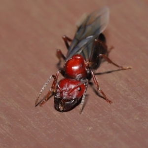 Camponotus sp. (genus) at Acton, ACT - 28 Feb 2021 01:10 PM