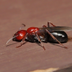 Camponotus sp. (genus) at Acton, ACT - 28 Feb 2021 01:10 PM