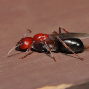 Camponotus sp. (genus) at Acton, ACT - 28 Feb 2021