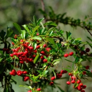 Pyracantha fortuneana at Kowen, ACT - 1 Mar 2021