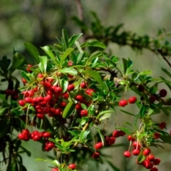 Pyracantha fortuneana (Firethorn) at Molonglo Gorge - 1 Mar 2021 by Kurt