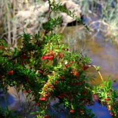 Pyracantha fortuneana at Kowen, ACT - 1 Mar 2021 01:07 PM