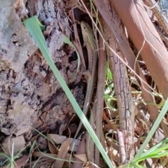 Ctenotus robustus (Robust Striped-skink) at Albury - 26 Feb 2021 by AlburyCityEnviros