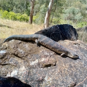 Tiliqua scincoides scincoides at Albury - 26 Feb 2021