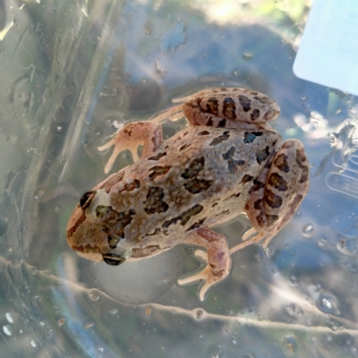 Limnodynastes tasmaniensis (Spotted Grass Frog) at Albury - 26 Feb 2021 by alburycityenviros