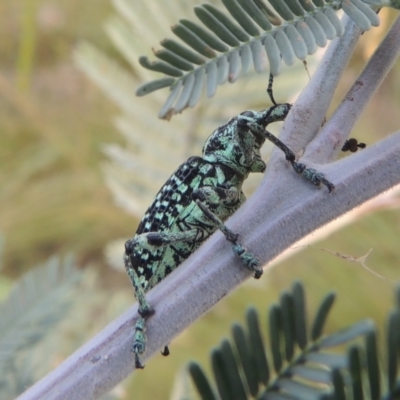 Chrysolopus spectabilis (Botany Bay Weevil) at Pine Island to Point Hut - 31 Jan 2021 by michaelb