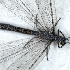 Glenoleon meteoricus (Patch-wing Glenoleon) at Ainslie, ACT - 1 Mar 2021 by jb2602