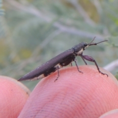 Rhinotia sp. (genus) (Unidentified Rhinotia weevil) at Greenway, ACT - 31 Jan 2021 by michaelb