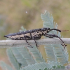 Rhinotia hemisticta (A belid weevil) at Pine Island to Point Hut - 31 Jan 2021 by michaelb