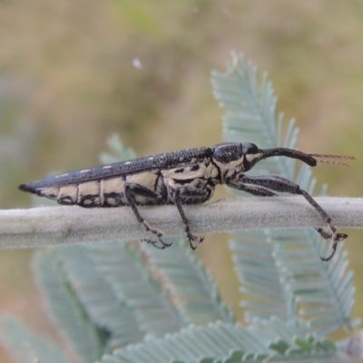 Rhinotia hemisticta (A belid weevil) at Greenway, ACT - 31 Jan 2021 by michaelb