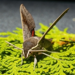 Hippotion scrofa (Coprosma Hawk Moth) at QPRC LGA - 27 Feb 2021 by WHall