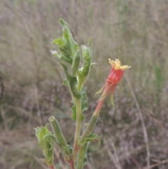 Oenothera indecora subsp. bonariensis (Small-flower Evening Primrose) at Greenway, ACT - 31 Jan 2021 by MichaelBedingfield