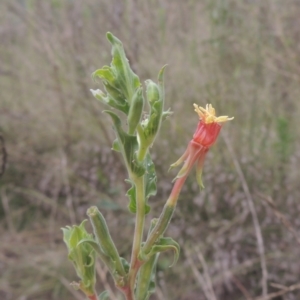 Oenothera indecora subsp. bonariensis at Greenway, ACT - 31 Jan 2021