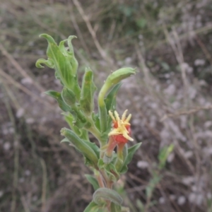 Oenothera indecora subsp. bonariensis at Greenway, ACT - 31 Jan 2021