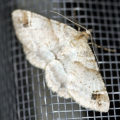 Syneora hemeropa (Ring-tipped Bark Moth) at O'Connor, ACT - 20 Jan 2021 by ibaird