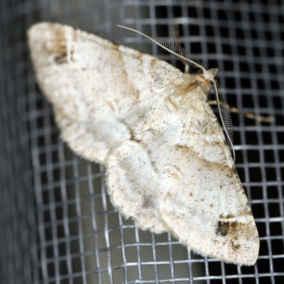 Syneora hemeropa (Ring-tipped Bark Moth) at O'Connor, ACT - 20 Jan 2021 by ibaird
