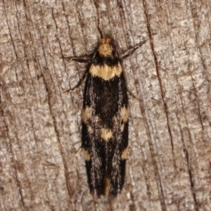 Sphyrelata amotella at Melba, ACT - 20 Feb 2021 09:43 PM