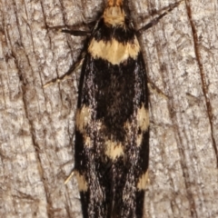 Sphyrelata amotella at Melba, ACT - 20 Feb 2021 09:43 PM