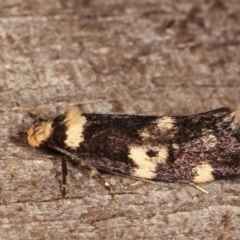 Sphyrelata amotella at Melba, ACT - 20 Feb 2021 09:43 PM