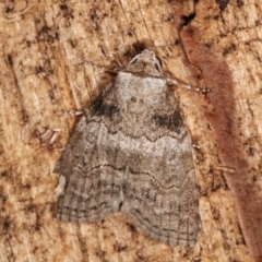 Calathusa sp nr dispila at Melba, ACT - 20 Feb 2021 by kasiaaus