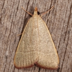 Ocrasa albidalis (A Pyralid moth) at Melba, ACT - 20 Feb 2021 by kasiaaus