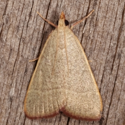 Ocrasa albidalis (A Pyralid moth) at Melba, ACT - 20 Feb 2021 by kasiaaus