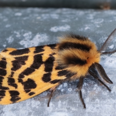 Ardices curvata (Crimson Tiger Moth) at Melba, ACT - 20 Feb 2021 by kasiaaus