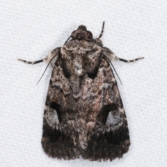 Thoracolopha flexirena (Zoned Noctuid) at Melba, ACT - 20 Feb 2021 by kasiaaus