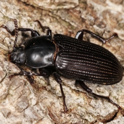 Meneristes australis (Darking beetle) at Melba, ACT - 20 Feb 2021 by kasiaaus