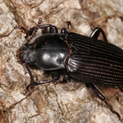 Meneristes australis at Melba, ACT - 20 Feb 2021 09:51 PM