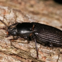 Meneristes australis at Melba, ACT - 20 Feb 2021 09:51 PM