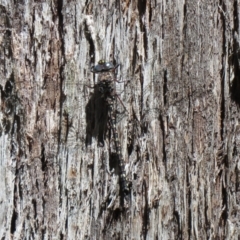 Austroaeschna multipunctata (Multi-spotted Darner) at Cotter River, ACT - 2 Mar 2021 by SandraH