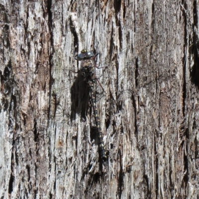 Austroaeschna multipunctata (Multi-spotted Darner) at Namadgi National Park - 2 Mar 2021 by SandraH