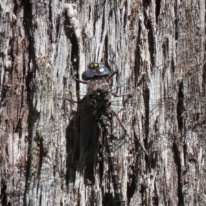 Austroaeschna multipunctata at Cotter River, ACT - 2 Mar 2021