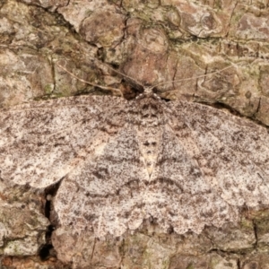 Ectropis fractaria at Melba, ACT - 20 Feb 2021 09:52 PM