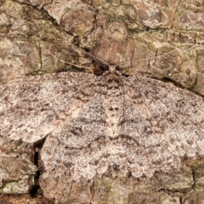 Ectropis fractaria (Ringed Bark Moth) at Melba, ACT - 20 Feb 2021 by kasiaaus