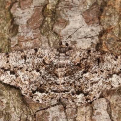 Unplaced externaria (Mahogany Bark Moth) at Melba, ACT - 20 Feb 2021 by kasiaaus