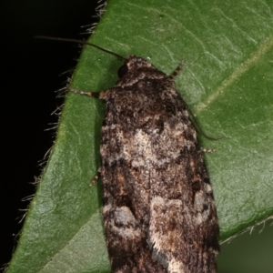 Thoracolopha flexirena at Melba, ACT - 20 Feb 2021 09:55 PM