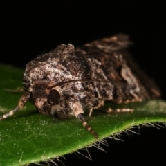 Thoracolopha flexirena at Melba, ACT - 20 Feb 2021 09:55 PM