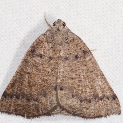 Amelora undescribed species (A Geometrid moth (Ennominae)) at Melba, ACT - 20 Feb 2021 by kasiaaus
