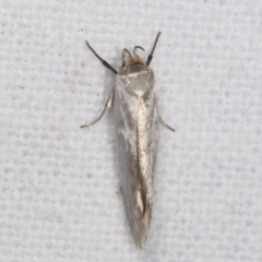 Xylorycta (genus) (A concealer moth) at Melba, ACT - 20 Feb 2021 by kasiaaus
