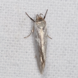 Xylorycta (genus) at Melba, ACT - 20 Feb 2021