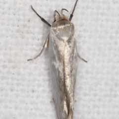 Xylorycta (genus) at Melba, ACT - 20 Feb 2021