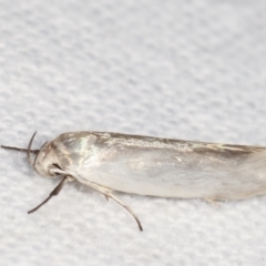 Xylorycta (genus) at Melba, ACT - 20 Feb 2021