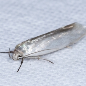 Xylorycta (genus) at Melba, ACT - 20 Feb 2021