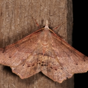 Rhinodia rostraria at Melba, ACT - 20 Feb 2021